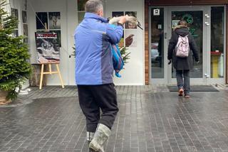 Łabędź Odi ranny po walce z innym ptakiem