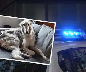 Lekarz z Bydgoszczy znęcał się nad swoim psem? Prokuratura sprawdza mężczyznę