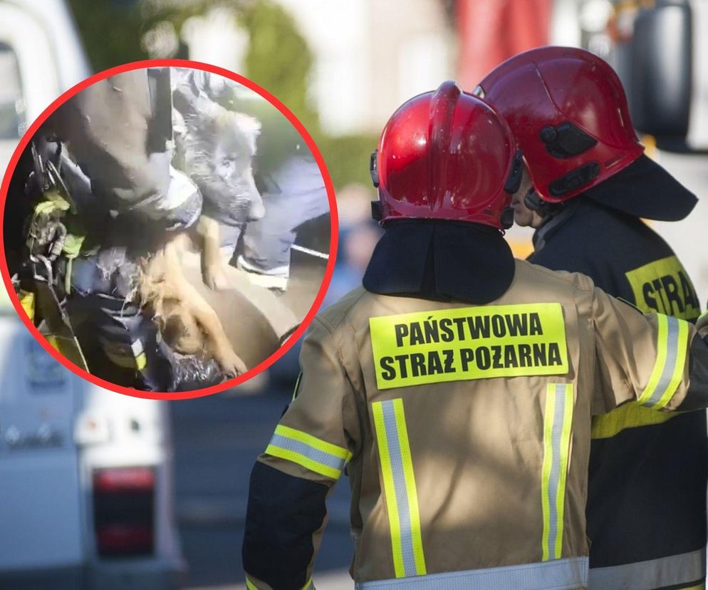 Pies wpadł do głębokiej studni! Interwencja strażaków uratowała mu życie