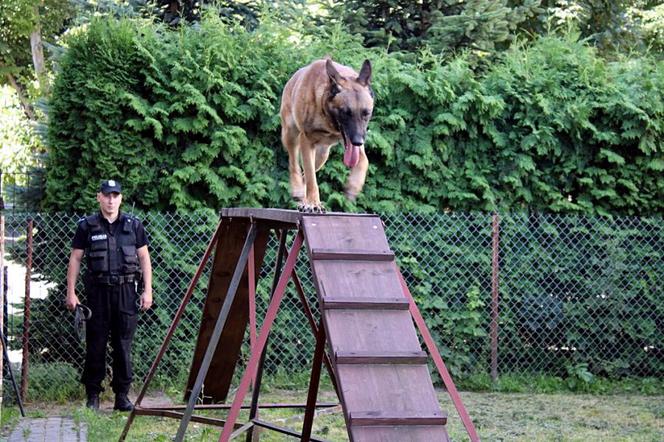 Szkolenie psów policyjnych w Bielsku Podlaskim. Zobacz, jak przebiega
