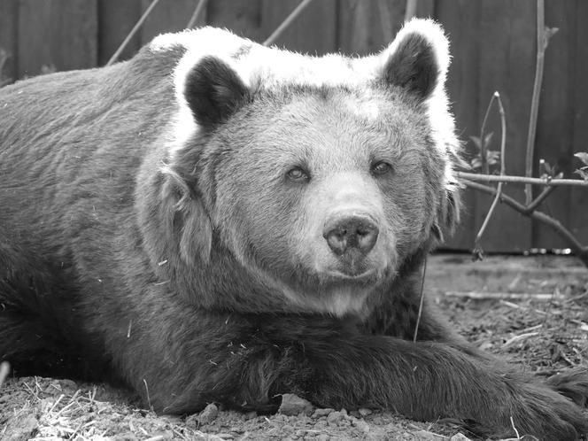 Nie żyje wspaniała Tatra. Odeszła za Tęczowy Most. Wielka żałoba w warszawskim ZOO