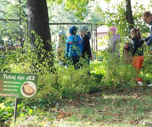 Jeże w Kraśniku mogą nocować w parkach. Specjalne domki pomogą im przespać zimę