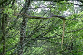 Eskulap: Jedyny polski wąż, który wspina się po drzewach