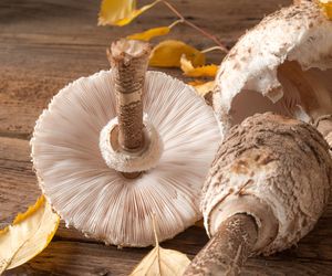 Kanie marynowane - przepis na młode kapelusze kani w occie