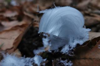 W lesiena Roztoczu pojawiła się tajemnicza wata. Wiemy, skąd się wzięła