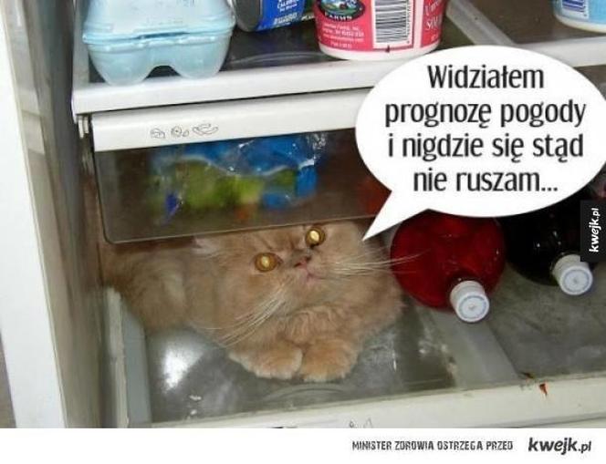 Do Polski dotarła fala gorąca. Te memy na temat upalnych dni rozbawią wszystkich do łez!