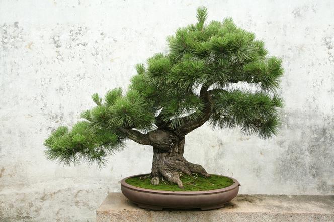 Drzewko bonsai