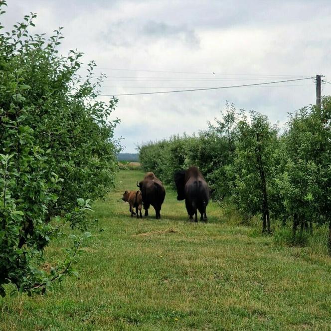 Odłowili bizona w Nadleśnictwie Ostrowiec Świętokrzyscy. Pomogli starachowiccy leśnicy