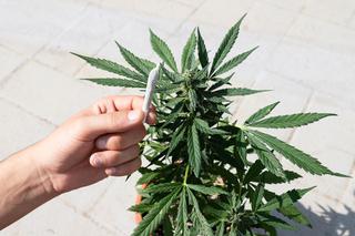 Strzelce Krajeńskie: Za 5 kilogramów marihuany może dostać 10 lat