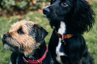 Co z cmentarzem dla zwierząt w Olsztynie? Wiadomo, kiedy ruszą prace
