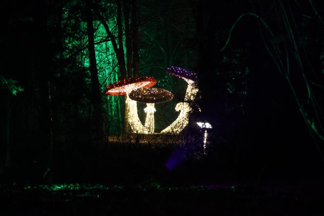 „Historia światła” po raz ostatni. Park iluminacji w Lublinie kończy sezon