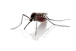 Inwazja morderczych komarów na Europę! Naukowcy radzą zamykać okna