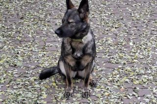 Policjanci i ich psy służbowe walczyli o tytuł! Kto okazał się najlepszy?