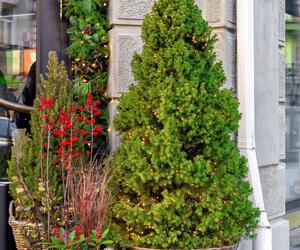 Drzewa całoroczne na balkon