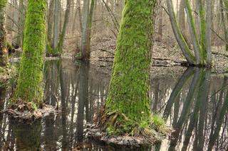 Protest w sprawie budowy drogi S10 z Bydgoszczy do Torunia. Przyrodnicy: wystarczy przesunąć ją o 300 m, by uniknąć katastrofy 