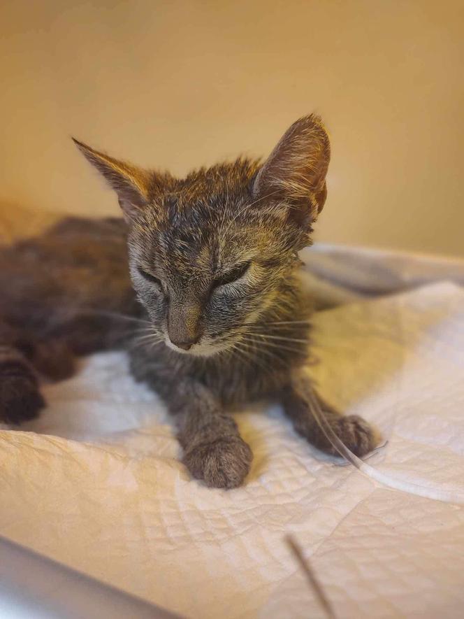 Wolontariusze uratowali wychudzoną kotkę, która była cała w... benzynie