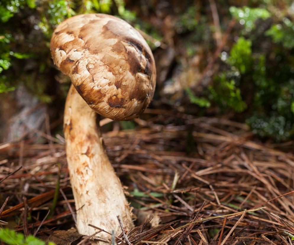 Rzadkie grzyby w Beskidach. W Japonii kosztują majątek, w Polsce są bezcenne