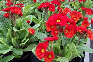 Nie tylko bratki i stokrotki. Jakie kwiaty można już sadzić?