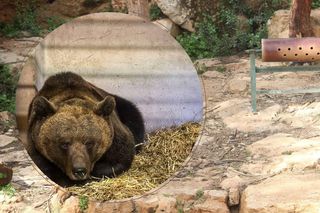 Poznańskie ZOO ma nową mieszkankę! To niedźwiedzica z Czech