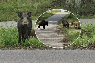 Co za widok! Zamiast rowerzystów - dziki na trasie pod Olsztynem! Zalecamy ostrożność
