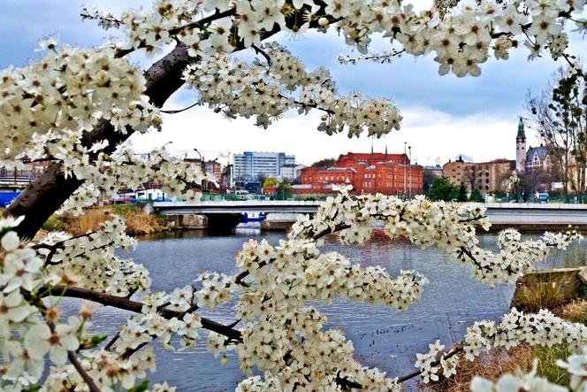 W Szczecinie zakwitły drzewa