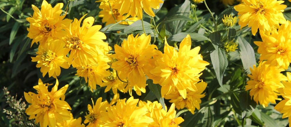Rudbekia naga
