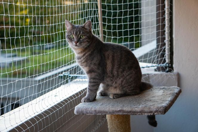 Siatka na balkon dla kota - rodzaje