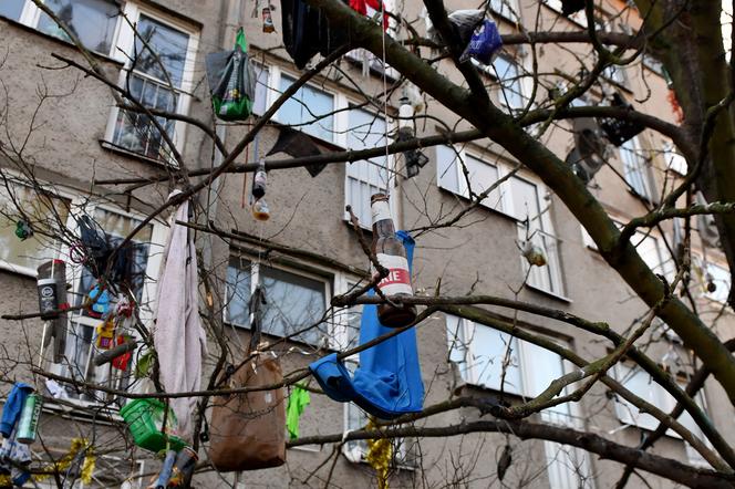 Szczecin: Drzewo śmietnik