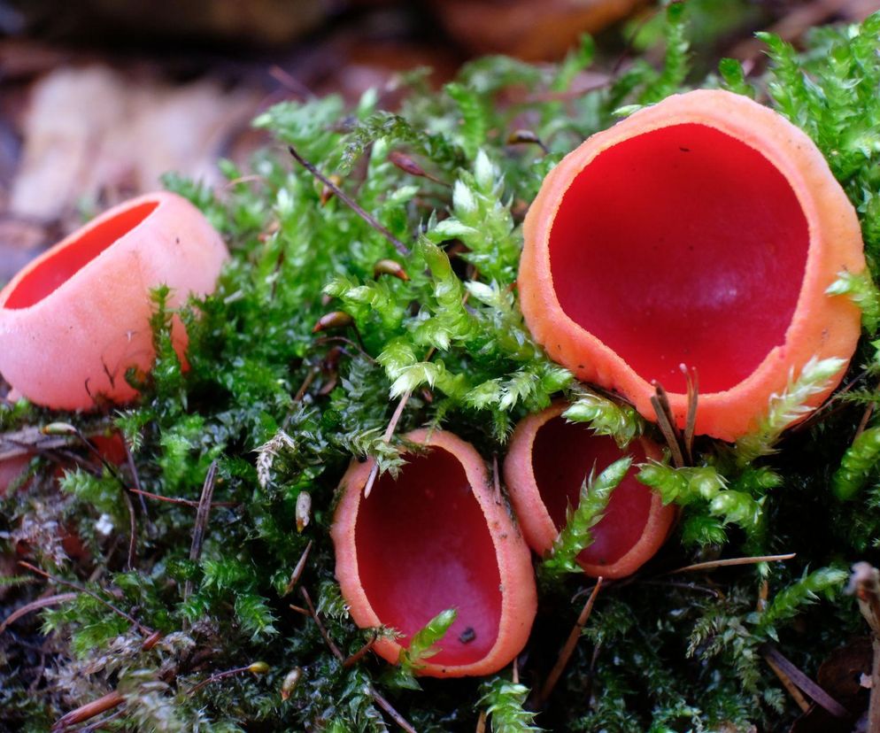 Czarka szkarłatna – wiosenny skarb lasu! Właściwości, wartości odżywcze i kulinarne zastosowanie