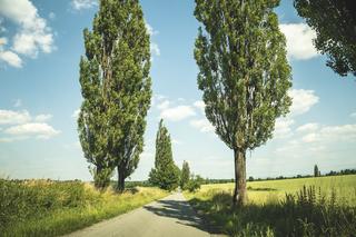 Nie tylko Cieszyn i Ustroń. Nieznany Śląsk Cieszyński to pałace, winnice i stare dęby - zwiedzaj śladami Wędrownych Motyli