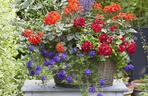Pelargonia 