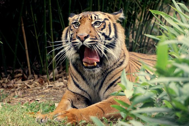 Wrocławskie zoo pomaga tygrysom