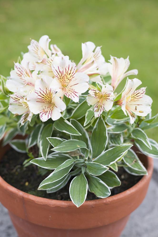 Alstroemeria