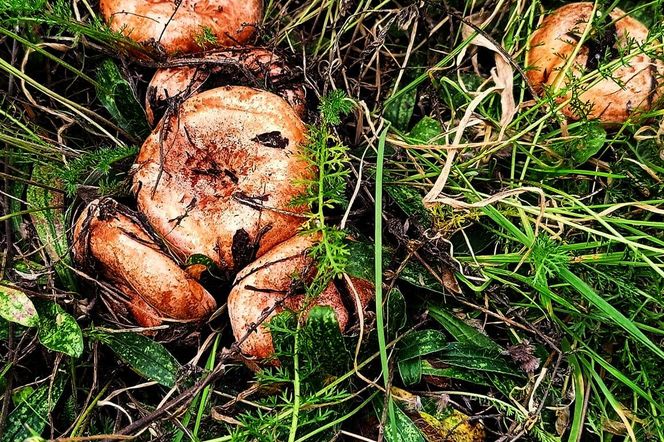 Rydze znalezione na Kaszubach. zdjęcia z grupy bory tucholskie.  Łukasz Węgrzyn