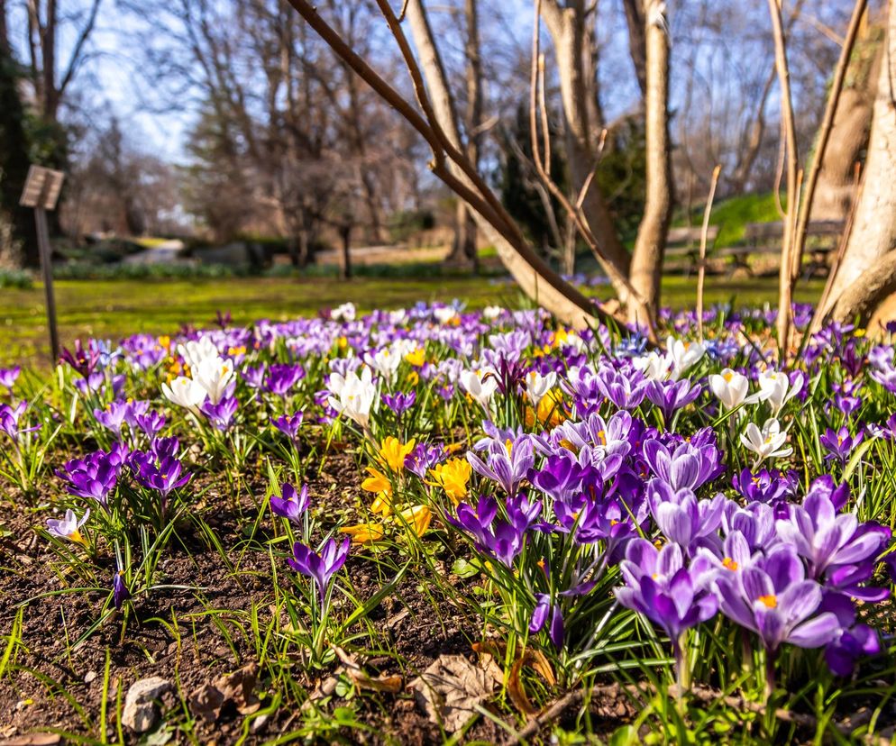 Idealne miejsce na spacer w weekend. Ogród Botaniczny UW