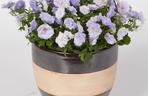 Dzwonek ‘Blue Wonder’