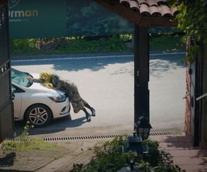 Policja znajduje ciało porywacza Ragipa i przychodzi po Melis. Ta chwyta za broń! Szybko okazuje się jednak, że to tylko zły sen Feraye.