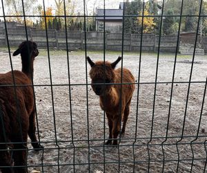 Zagroda 3 siostry w Kamieniu przyciągnęła całe rodziny w ciepły jesienny weekend ZDJĘCIA