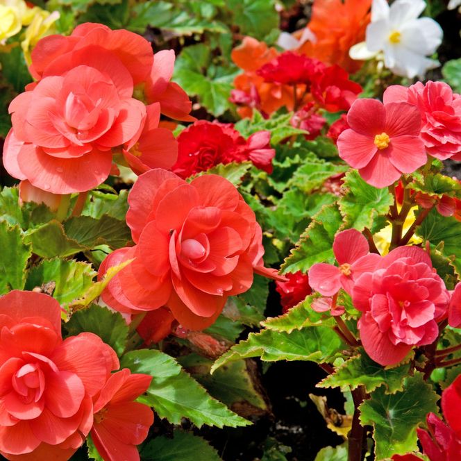 Begonia bulwiasta