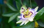 Passiflora, męczennica. Zdjęcia