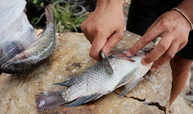 Jak oskrobać rybę za pomocą łyżki