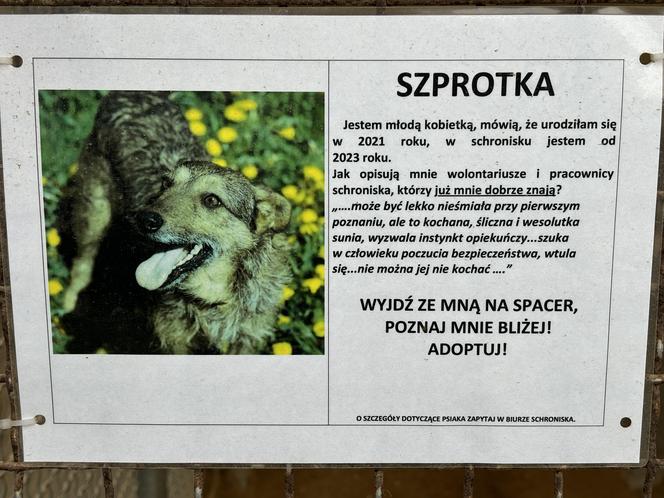 Schronisko dla Zwierząt w Olsztynie