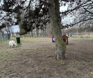 Psi park na ul. Maratońskiej w Łodzi