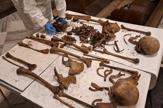 Zaskakując odkrycie w krypcie Ostrogskich w Bazylice Katedralnej w Tarnowie