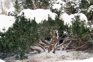 Jak zabezpieczyć rośliny przed śniegiem?