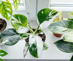 Philodendron 'White Princess'