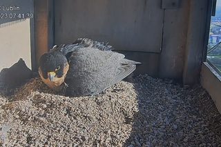 Jest już pierwsze pisklę w gnieździe lubelskich sokołów