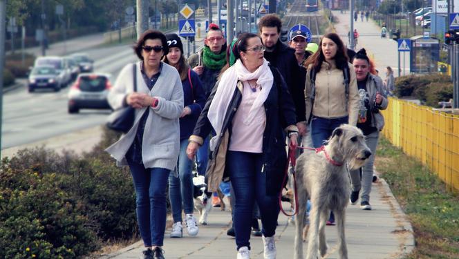 Radosna Parada Psów Adoptowanych przeszła ulicami Bydgoszczy!