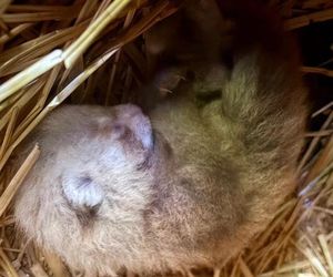 Wielka radość z pandy małej. W Orientarium Zoo Łódź na świat przyszedł trzeci potomek Ofelii i Otella