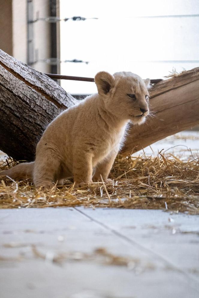 W Śląskim Ogrodzie Zoologicznym przyszły na świat cztery lwiątka! 